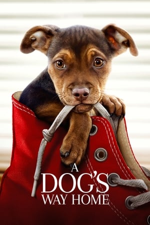 A Dogs Way Home (2019) Hindi Dual Audio 480p Web-DL 300MB A Dogs Way Home (2019) Hindi Dual Audio 480p Web-DL 300MB